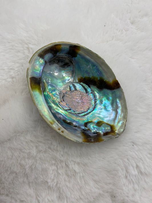 Abalone Shells