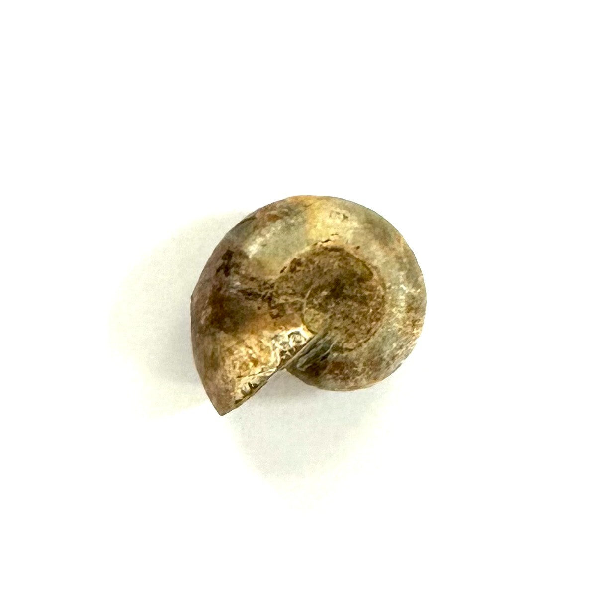 Ammonite Fossil recently added