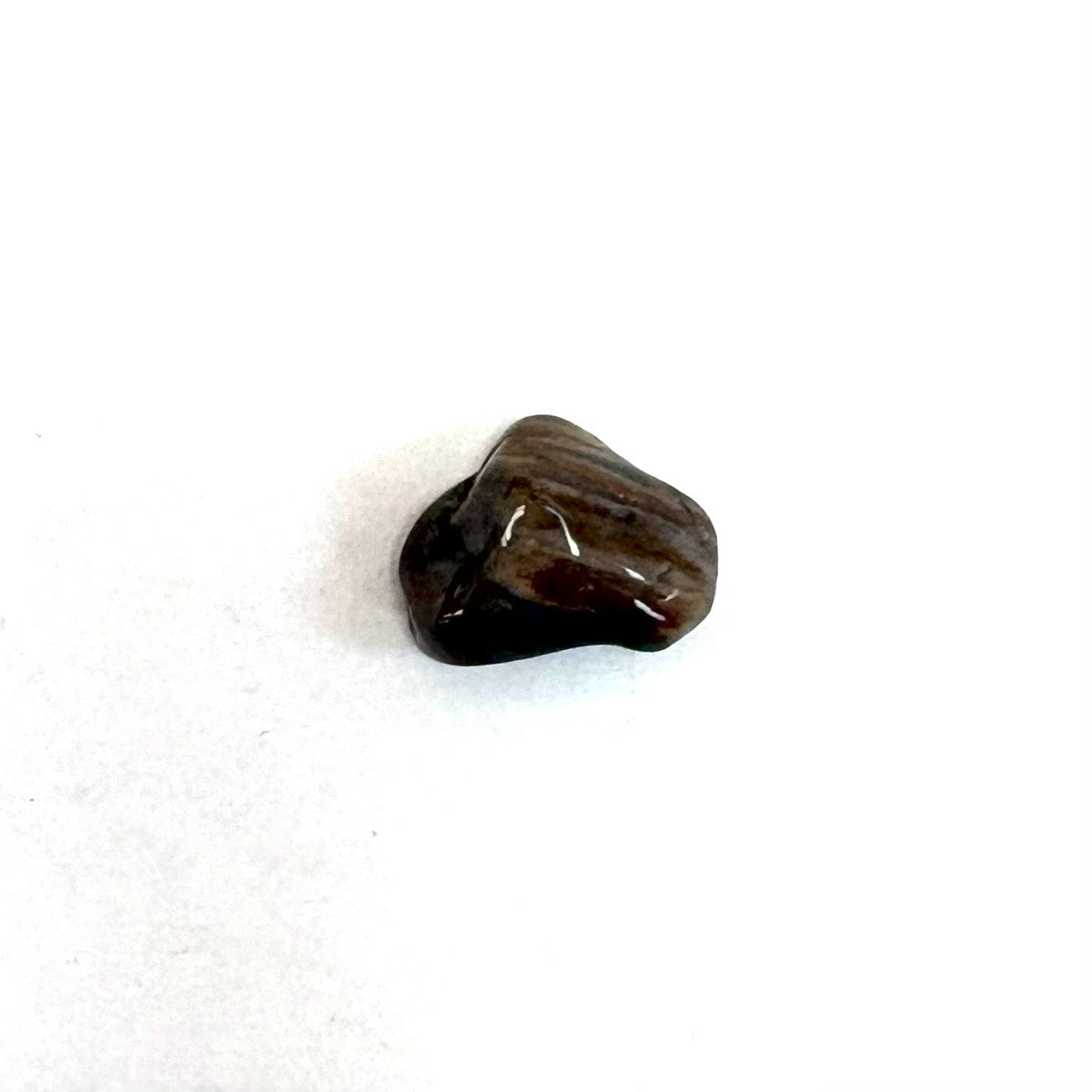 Petrified Wood recently added