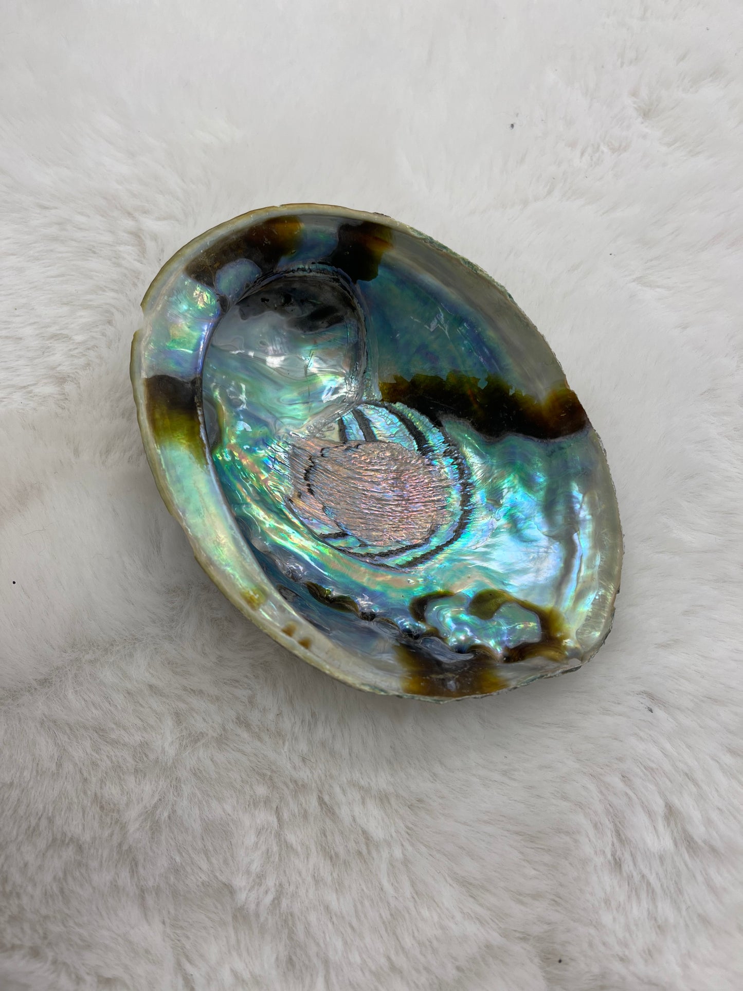 Abalone Shells