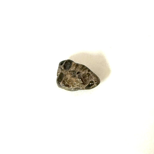 Turritella Agate